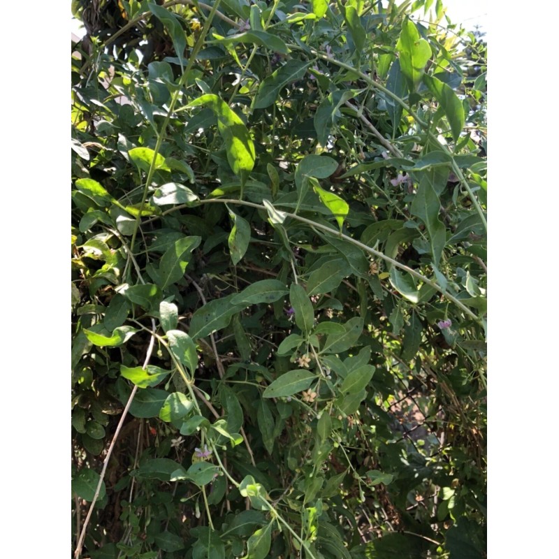 Goji Berry 5 Goji Berry Plant Cutting 6” Each Stick