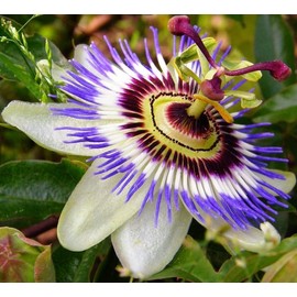 22Day Seeds: Seeds Purple Passionflower/Maypop/Perennial Flowers