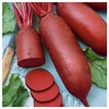Everwilde Farms - 1 Lb Cylindra Beet Seeds - Gold