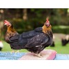 3 Pack Chicken Saddles for Hens, Chicken Saddles with Adjustable