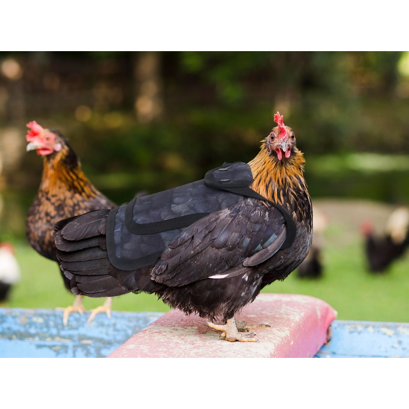 3 Pack Chicken Saddles for Hens, Chicken Saddles with Adjustable