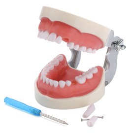 Healthible Typodont Teeth Model - Modelo Typodont de práctica dental con dientes Typodont extraíbles Kilgore y un destornillador pequeño