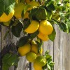 PnE seeds Eureka Lemon tree seeds 5 count