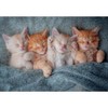 Castorland 1000 Piece Jigsaw Puzzle: The Cutest Kittens