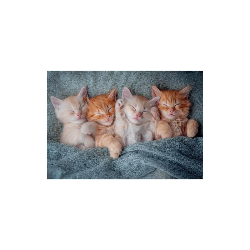 Castorland 1000 Piece Jigsaw Puzzle: The Cutest Kittens