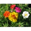 KIRA SEEDS - Seeds Moss Rose Mix - Portulaca 1500