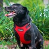 Voyager Step-in Lock Pet Harness - All Weather Mesh, Adjustable