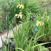 Louisiana Iris Bog Plant - Dixie Deb - Yellow Marginal