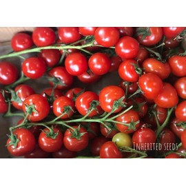 Inherited seeds Cherry Tomato Seeds - Gardeners Delight Heirloom 30+ seeds 100% Organic NON-GMO