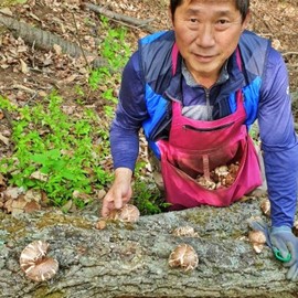 Jiri Mountain Shiitake Mushroom Natural Oak Wood Cultivation Dried Dried Good Shiitake Mushroom Tea Water 200g / 지리산 표고버섯 자연 참나무 원목 재배 말린 건조 좋은 표고 버섯 차 물 200g