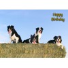 Border Collie Dog Birthday Card