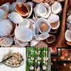 TULEBOLIAN 150 Pcs Small Tiny Sea Shells, 0.98-1.37in, Natural Seashell,