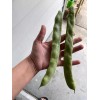 TomorrowSeeds Lu Qing Romano Bean Seeds | Pole Beans Light
