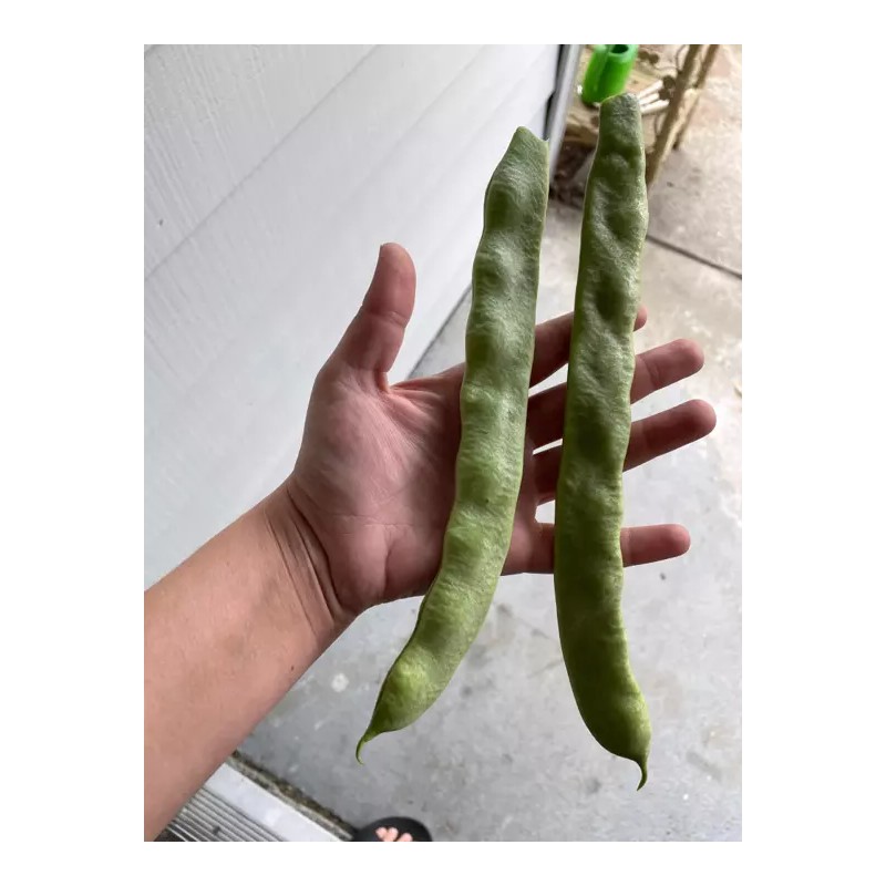 TomorrowSeeds Lu Qing Romano Bean Seeds | Pole Beans Light