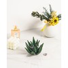 PUDDING CABIN Succulent Ring Holder, Ring Stand, Ring Display, Ring