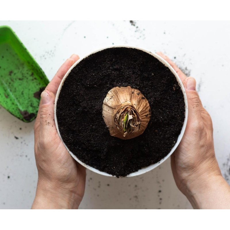 Striped Echo Amaryllis Bulb - Triple Blooms with Red Stripes