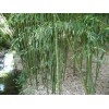 Bambú Moso (phyllostachys Edulis)