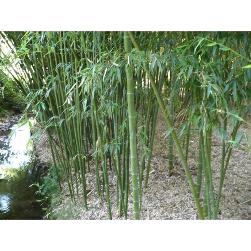Bambú Moso (phyllostachys Edulis)