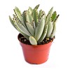 Live Panda Plant Succulent – Kalanchoe Tomentosa Succulent - Fully