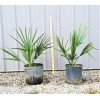 Northeast Ohio Palm Trees Sabal Minor Palm Tree, 3 Gallon,