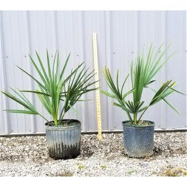 Northeast Ohio Palm Trees Sabal Minor Palm Tree, 3 Gallon, Cold Hardy - Tree Only