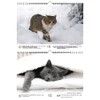 Katzenzauber DIN A4 Calendar for 2022 Cats and Cats Seelenzauber