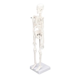 Tyenaza Spine Model, Scientific Human Spine Model, 45 cm Life-Size Removable Flexible Spinal Cord Model for Skeletal Study Teaching (Full Body Model)