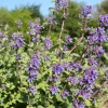 Fresh Catnip - 250 Seeds - Culinary & Medicinal Herb