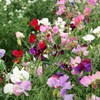 Outsidepride Annual Sweet Peas Plant Flower Seed Vine Mix -