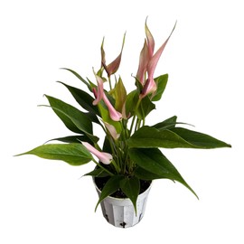 Hopewind Plants Shop Anthurium (12"-14" Tall) Unique and Gorgeous Live Indoor Plant, Easy Care and Easy to Grow, Bloom Plant, 4 inch Pot (Lily Pink)