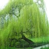 Toadstool Seeds 5 Bright Green Willow Seeds Tree Weeping Flower