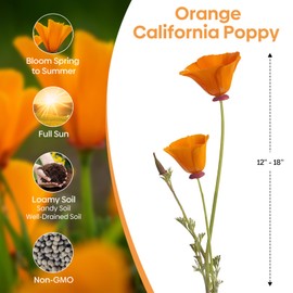 Groundio California Poppy Seeds, 1 OZ Wildflower Seeds for Planting Outdoors, Native Grown in The USA - Eschscholzia Californica