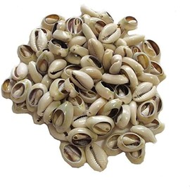 100 Pcs Lvory Natural Cowrie Shells Beads Oval Beach Seashells African Shells for Hair Jewelry Making sea for Crafting,DIY Craft Beads and Jewelry Making, Bead Assortments, Decorations