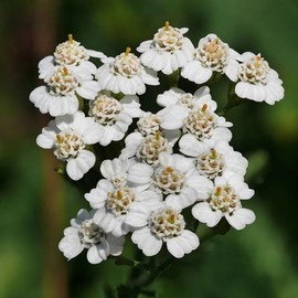 ACHILLEA millefolium (White Yarrow) Flower Seeds, Tough and Hardy, Seeds by MySeeds.Co, You Choose The Amount (1 oz)