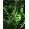 The Nursery Cinnamon Ferns Osmunda 25 Bare Root Plants