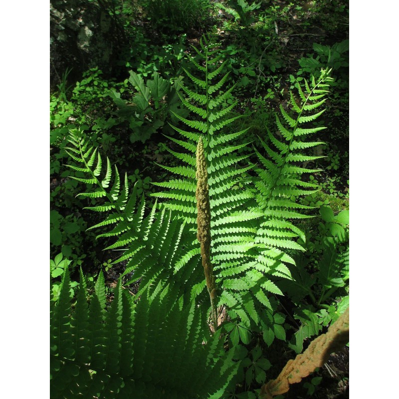 The Nursery Cinnamon Ferns Osmunda 25 Bare Root Plants