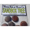 Mexicanherbs sandbox tree 10 seeds (Hura crepitans, possumwood, jabillo )