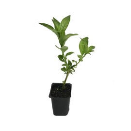 Night Blooming Jasmine - 30 Live Plants - Jessamine Cestrum Nocturnum - Fragrant Blooming Vine