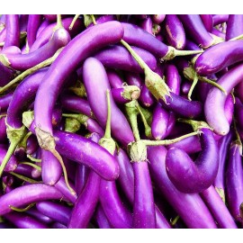 Axel's Garden Seeds Long Purple Eggplant Seeds | Heirloom | Non-GMO | Fresh Garden Seeds - 250 Seeds