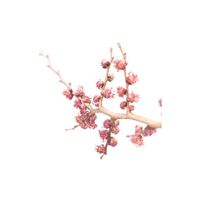 Batch Flower Elm 10ml Support