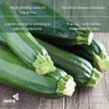 Premier Seeds Direct PREMIER SEEDS DIRECT - COURGETTE - Ambassador