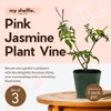 Generic Mini Pink Jasmine Vine, Fragrant and Live Houseplant, 2