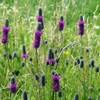 4,000 Purple Prairie Clover Seeds 8 Grams USA Harvested Native