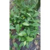 Japanese Plum Tree 2 Rooted Plants 4-8Japanese Plum Tree Organic