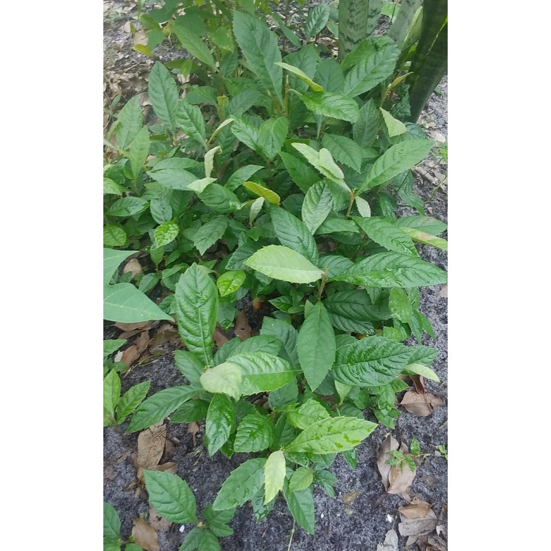 Japanese Plum Tree 2 Rooted Plants 4-8Japanese Plum Tree Organic