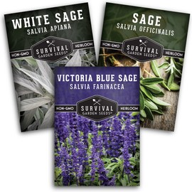 Survival Garden Seeds Sage Collection Seed Vault - White, Culinary & Victoria Blue Sage (Salvia Apiana, Officinalis, Farinacea) - Non-GMO Heirloom Seeds for Your Garden