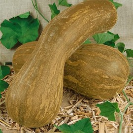 Lungo de Napoli Winter Squash Seeds - 4 g Packet ~20 Seeds - Non-GMO, Heirloom - Vegetable Garden - Cucurbita moschata