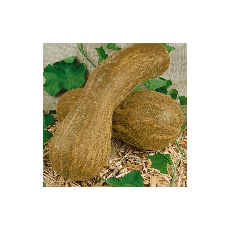 Lungo de Napoli Winter Squash Seeds - 4 g Packet