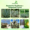 Outsidepride Soapweed Glauca Yucca Seeds for Planting - 100 Pcs