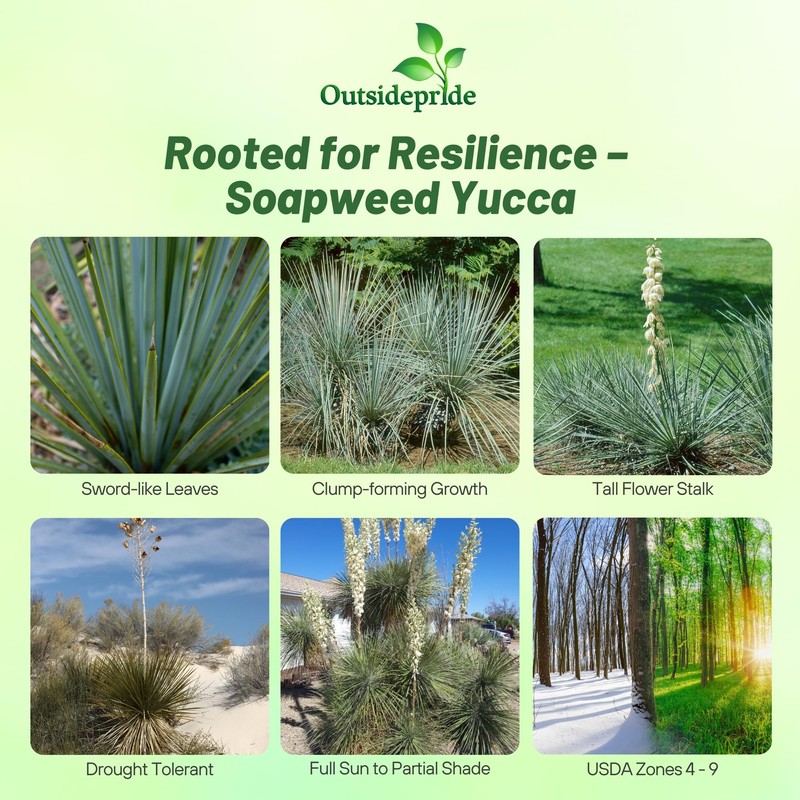 Outsidepride Soapweed Glauca Yucca Seeds for Planting - 100 Pcs